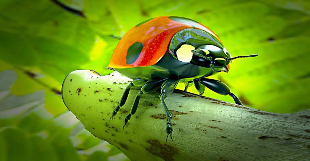 ladybug, beetle, lucky charm